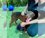 Small #1 Labrador Retriever