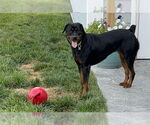 Small #6 Rottweiler
