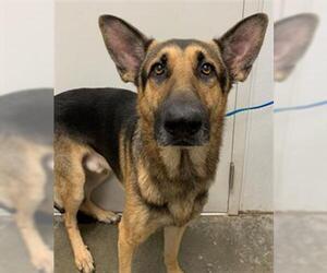 German Shepherd Dog Dogs for adoption in Rosenberg, TX, USA