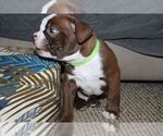Small Photo #2 Boston Terrier Puppy For Sale in MAULDIN, SC, USA