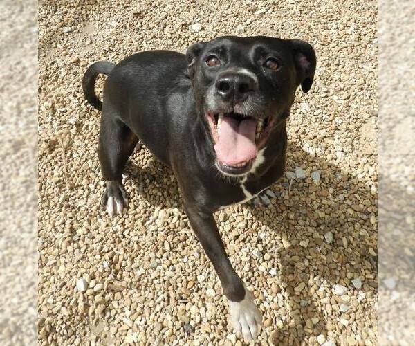 Medium Photo #4 Mutt Puppy For Sale in Anniston, AL, USA