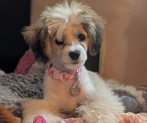 Shih-Poo Puppy for sale in GREAT FALLS, SC, USA