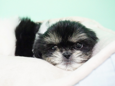 Medium Photo #5 Maltipoo Puppy For Sale in LAS VEGAS, NV, USA
