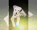 Small #2 Great Pyrenees Mix