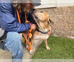 Small #1 Mastiff Mix
