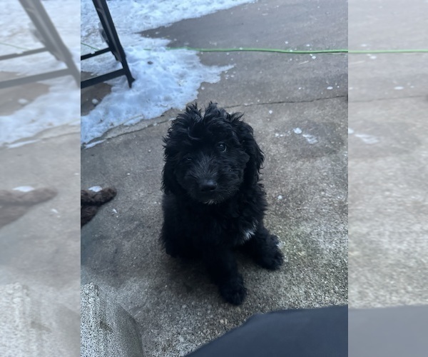 Medium Photo #6 F2 Aussiedoodle Puppy For Sale in LA CRESCENT, MN, USA