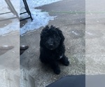 Small #5 F2 Aussiedoodle