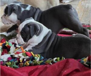 Olde English Bulldogge Puppy for sale in GRAVEL SWITCH, KY, USA