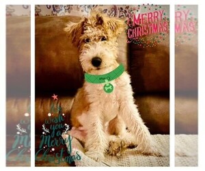 Wire Fox Terrier Puppy for sale in STONEWALL, OK, USA