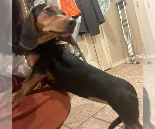 Medium Photo #1 Dachshund Puppy For Sale in San Antonio, TX, USA