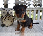 Small Photo #2 Australian Cattle Dog-English Shepherd Mix Puppy For Sale in HONEY BROOK, PA, USA