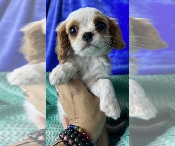 Medium Photo #2 Cavalier King Charles Spaniel Puppy For Sale in COLORADO SPRINGS, CO, USA