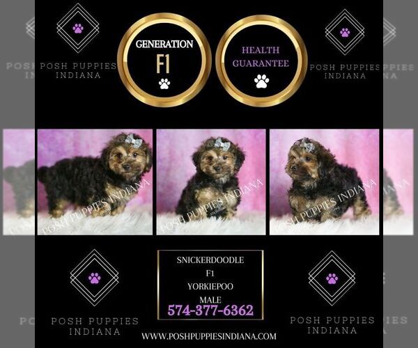 Medium Photo #7 Yorkipoo Puppy For Sale in WARSAW, IN, USA