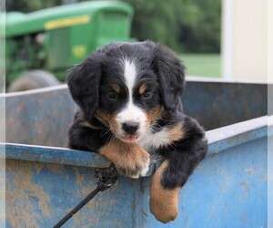 Bernese Mountain Dog Puppy for sale in FREDERICKSBG, OH, USA