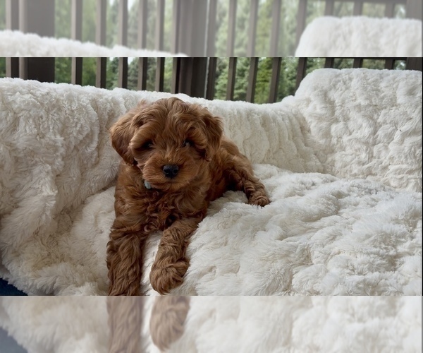 Medium Photo #19 Goldendoodle mix (+ Poodle Miniature) Puppy For Sale in RANDOLPH, WI, USA