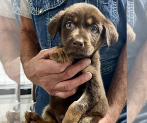 Labrador Retriever-Unknown Mix Dogs for adoption in Bellevue, WA, USA