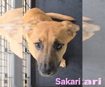 Small #22 Labrador Retriever Mix