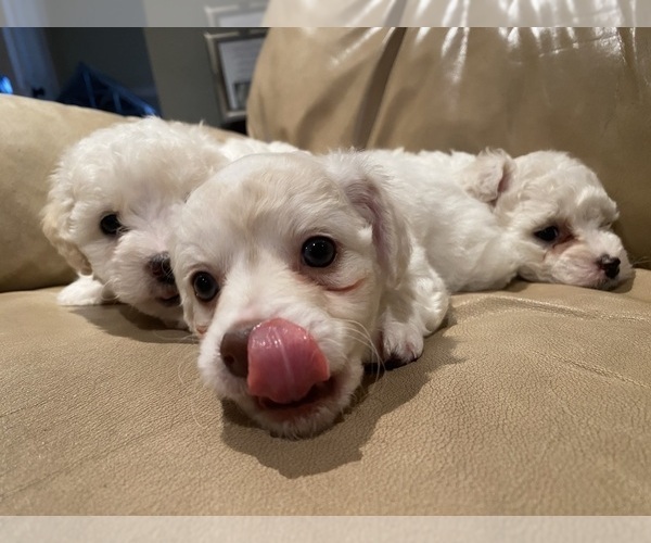 Medium Photo #3 Maltipoo Puppy For Sale in MIRA LOMA, CA, USA