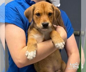 Labbe Dogs for adoption in Washington, DC, USA