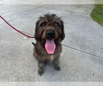 Small #3 Mutt