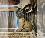 Small Photo #9 Bullmastiff Puppy For Sale in BELLVILLE, TX, USA