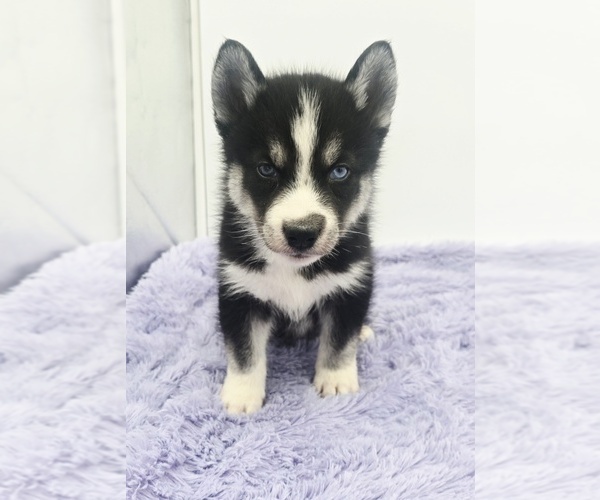 Medium Photo #3 Siberian Husky Puppy For Sale in SANDY HOOK, KY, USA