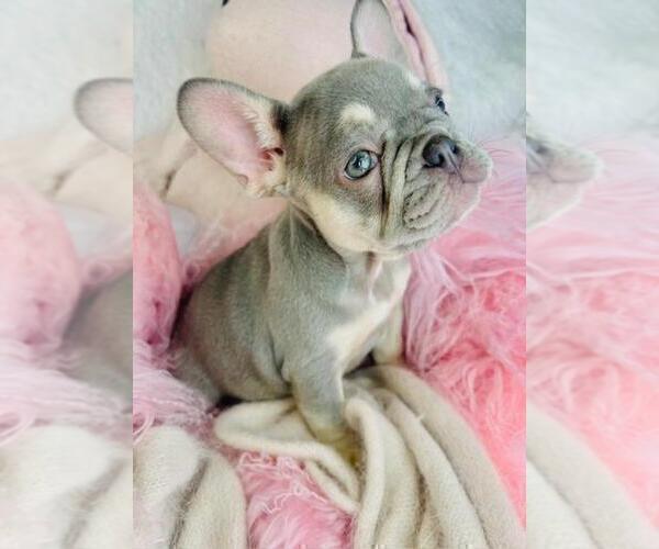 Medium Photo #21 French Bulldog Puppy For Sale in TAMPA, FL, USA