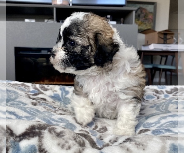 Medium Photo #7 Zuchon Puppy For Sale in GALENA, NV, USA