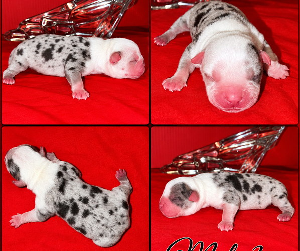 Medium Photo #1 American Bully Puppy For Sale in TRENTON, NJ, USA