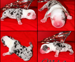 Puppy Puppy 3 American Bully