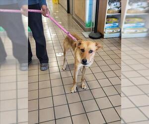 Labrador Retriever Dogs for adoption in Burbank, CA, USA