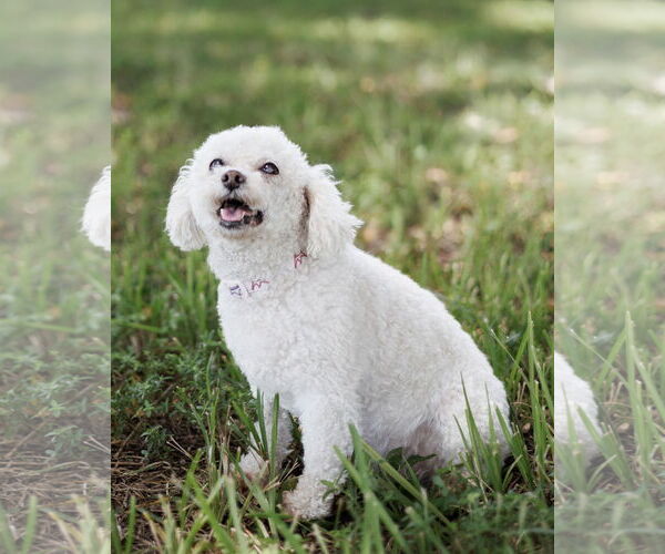 Medium Photo #2 Poodle (Miniature) Puppy For Sale in Davie, FL, USA