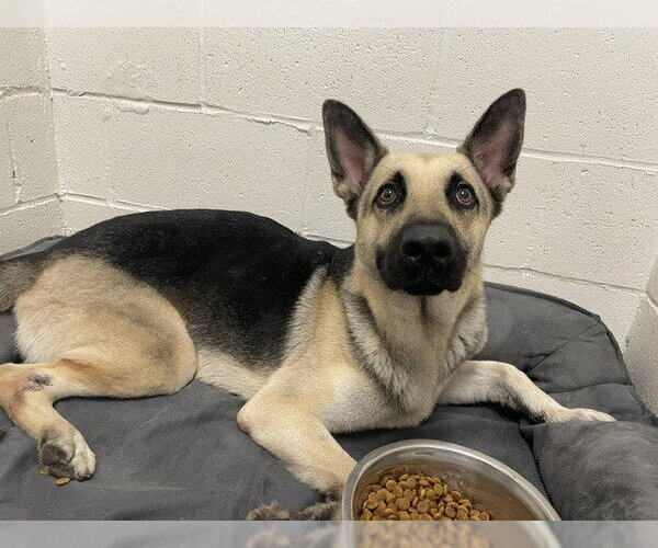 Medium Photo #4 German Shepherd Dog Puppy For Sale in San Leon, TX, USA
