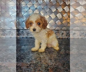 Cavapoo Puppy for Sale in GOSHEN, Indiana USA