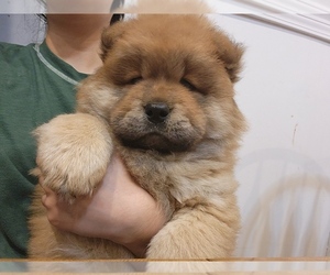 Chow Chow Puppy for sale in ARLINGTON, TX, USA