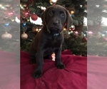 Small Photo #1 Labrador Retriever Puppy For Sale in CANAL WINCHESTER, OH, USA