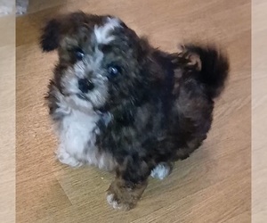 Maltipoo (Toy) Puppy for sale in BURLINGTON, MA, USA