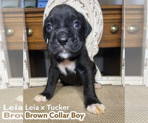 Boxer Puppy for sale in DAWSONVILLE, GA, USA