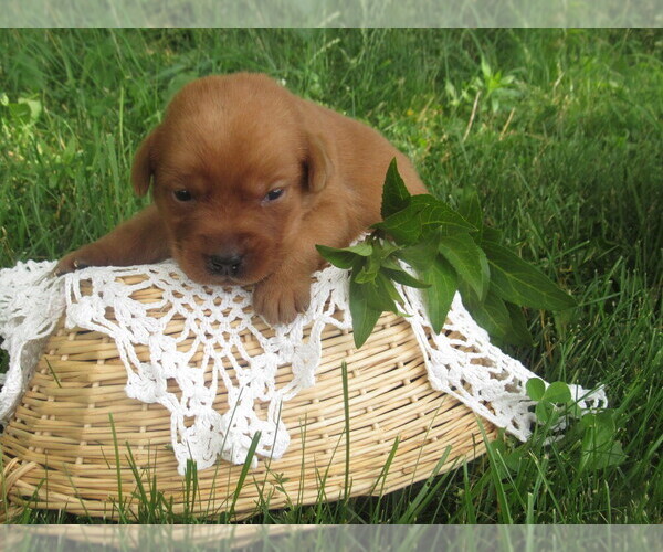 Medium Photo #1 Labrador Retriever Puppy For Sale in LOUDONVILLE, OH, USA