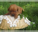 Image preview for Ad Listing. Nickname: Joyful