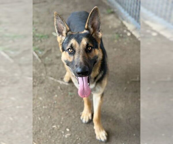 Medium Photo #1 German Shepherd Dog Puppy For Sale in Riverside, CA, USA