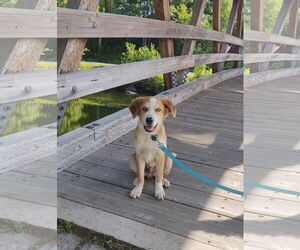 Australian Shepherd-Great Pyrenees Mix Dogs for adoption in Croydon, NH, USA