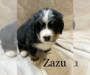 Bernese Mountain Dog Puppy for sale in YORKVILLE, IL, USA
