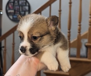 Pembroke Welsh Corgi Puppy for sale in VANCOUVER, WA, USA