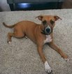 Small Photo #1 Boxador Puppy For Sale in DALLAS, TX, USA