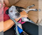 Small #4 Mutt