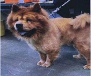 Chow Chow Dogs for adoption in Ventura, CA, USA