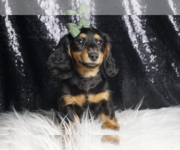 Medium Photo #2 Dachshund Puppy For Sale in WARSAW, IN, USA