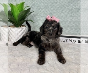 Aussiedoodle Miniature  Puppy for sale in GREENFIELD, IN, USA