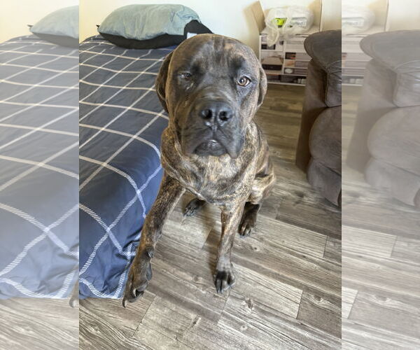 Medium Photo #3  Puppy For Sale in , 